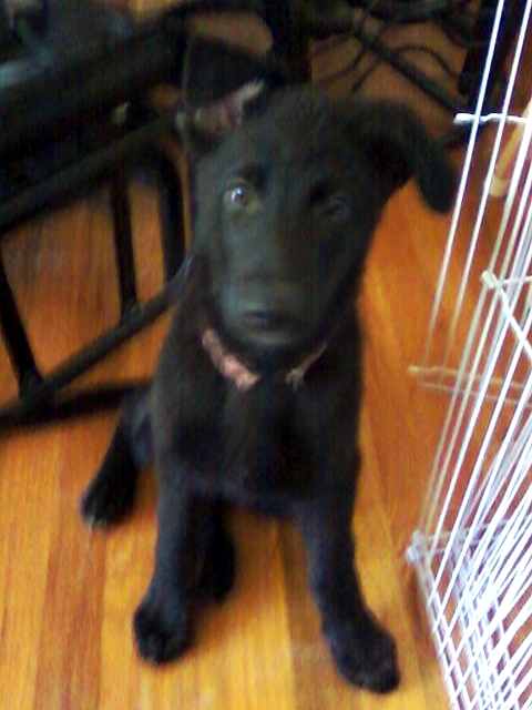 Milli
