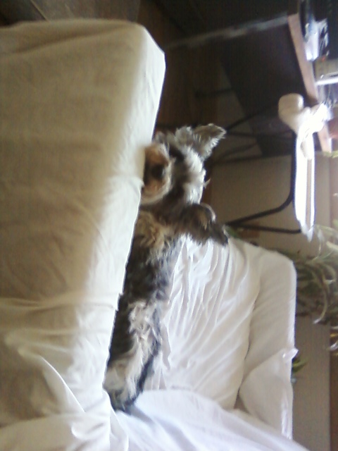 Sadie