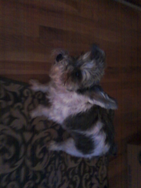 Sadie