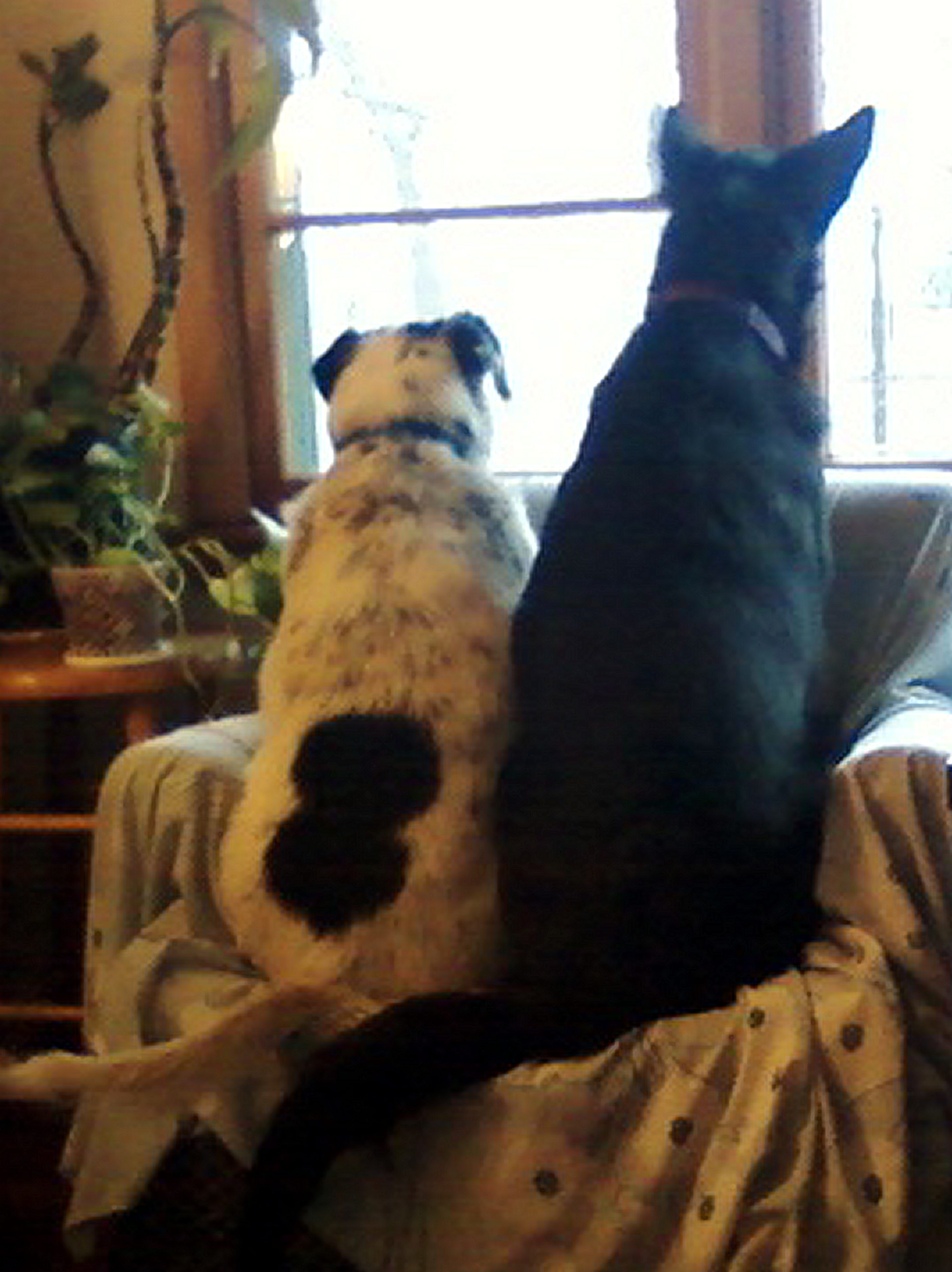 Angel & Milli