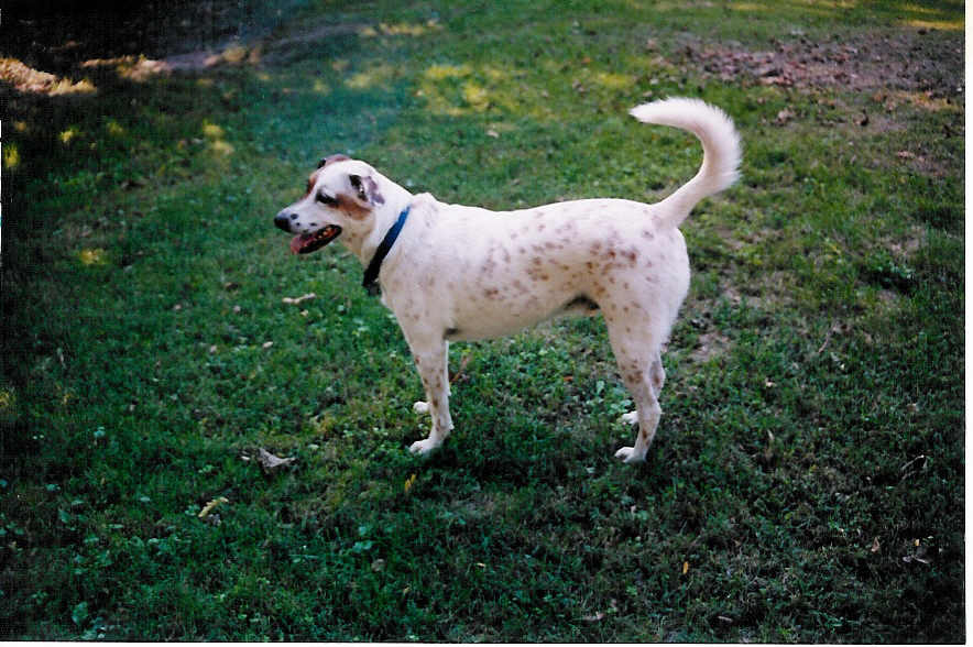 Buddy