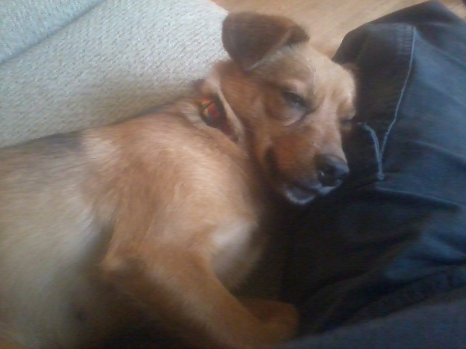 Trixie