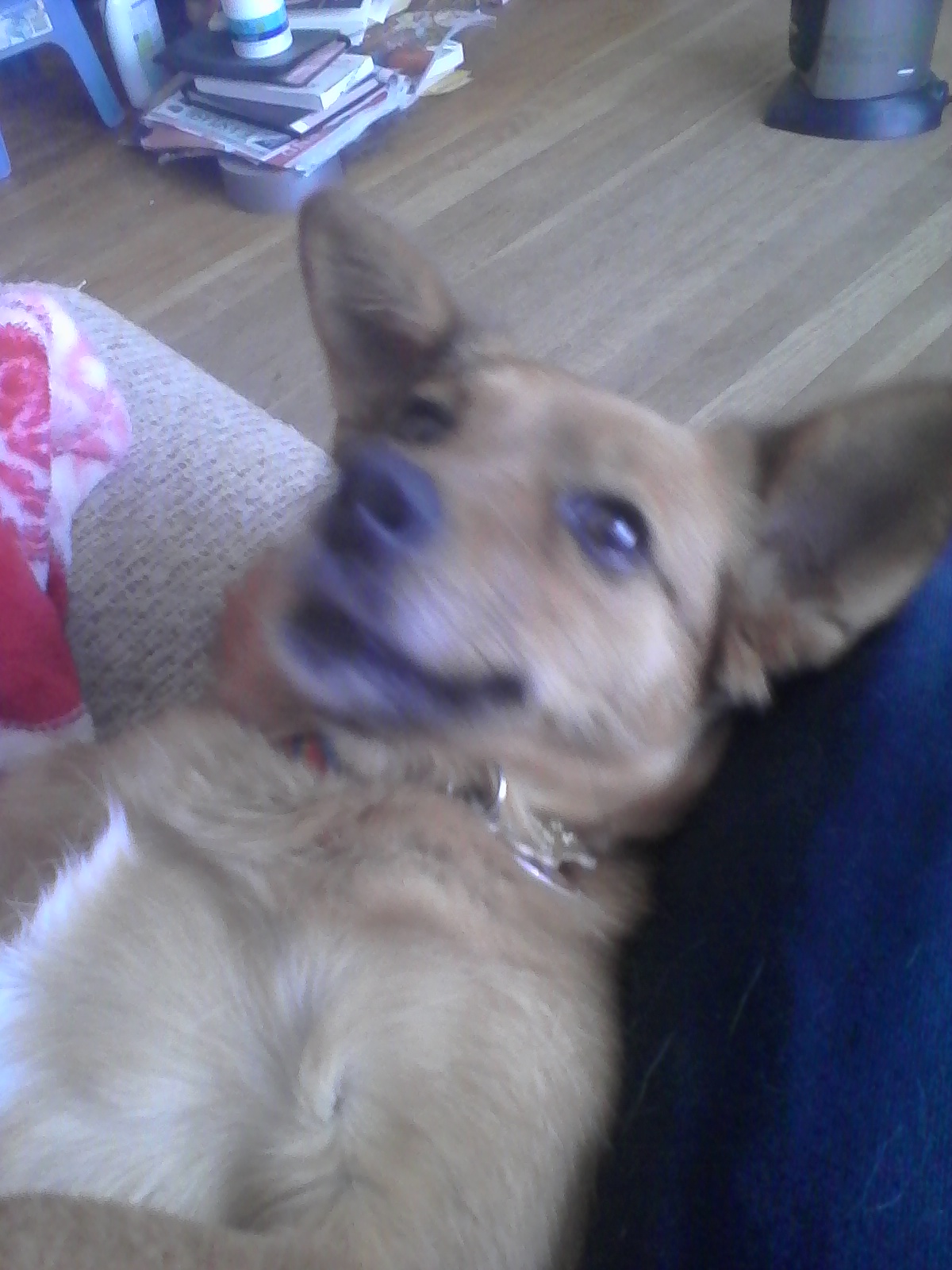 Trixie