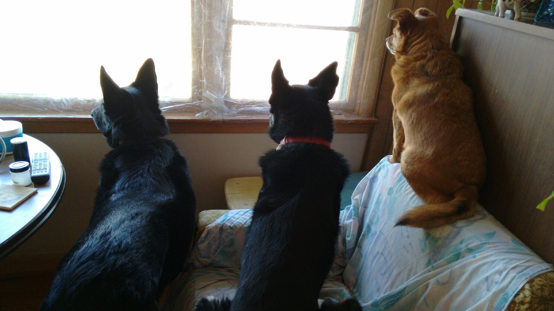 Milli, Chey, & Trixie