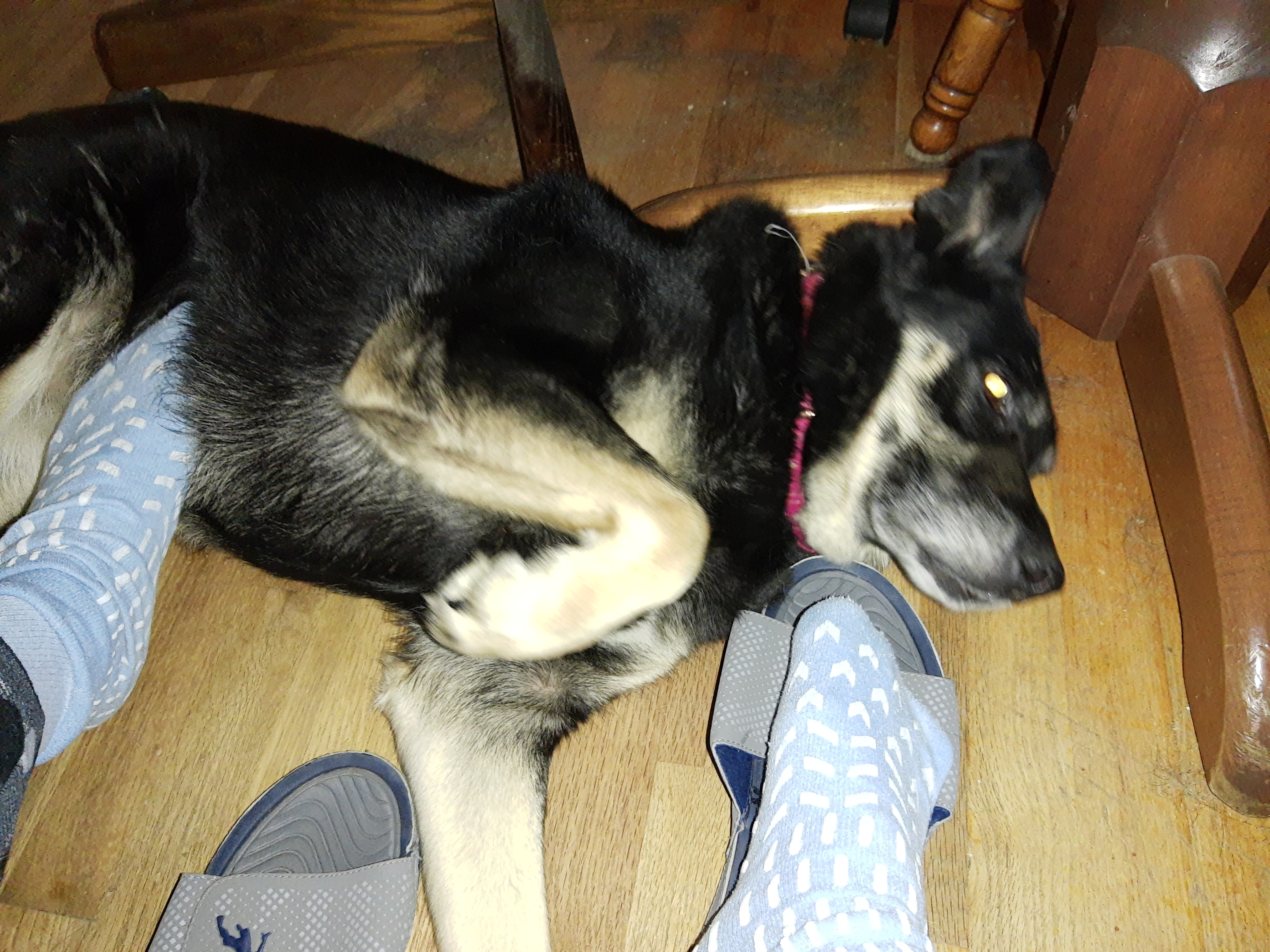 Chey getting belly rub