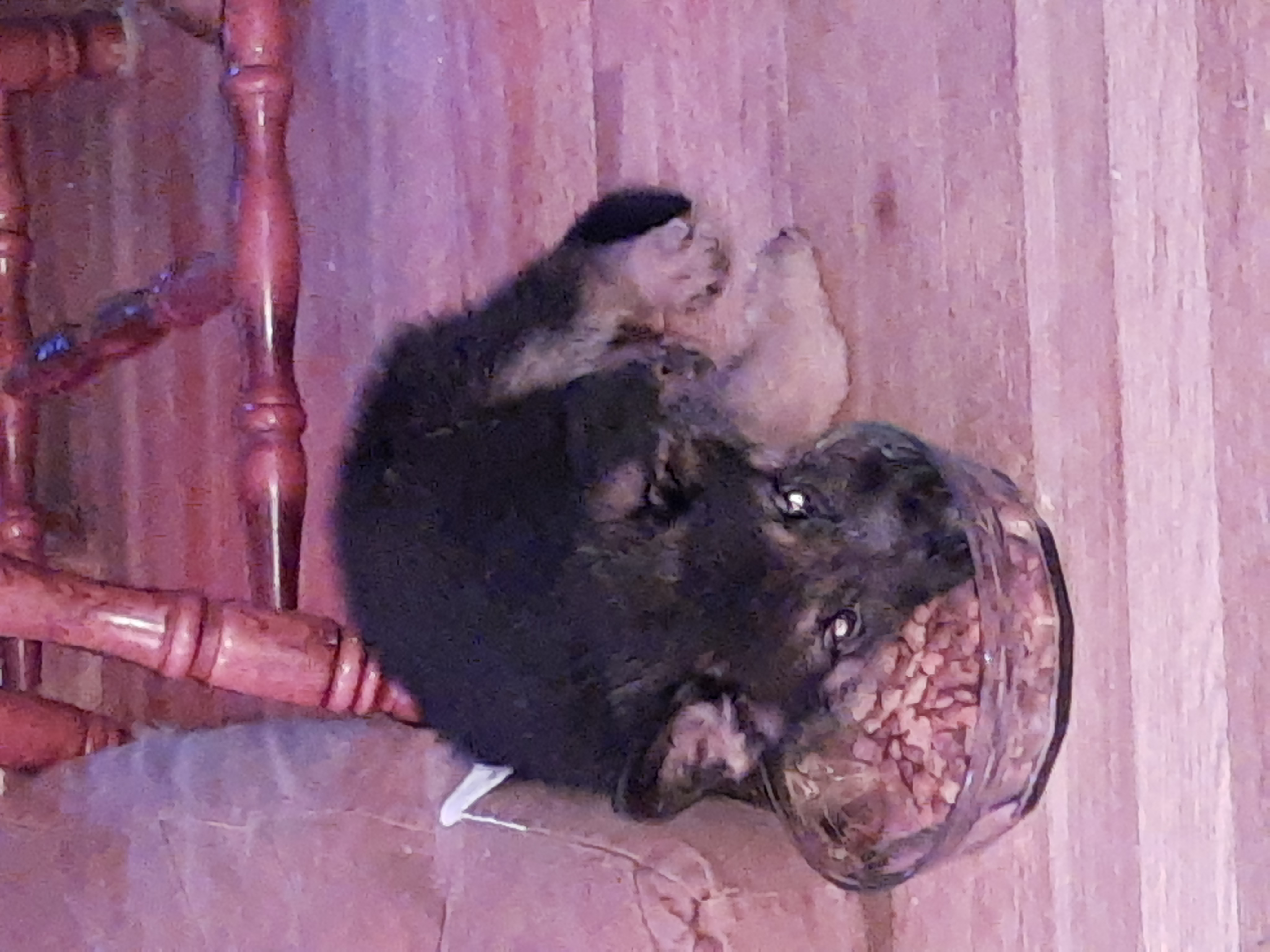 Odin