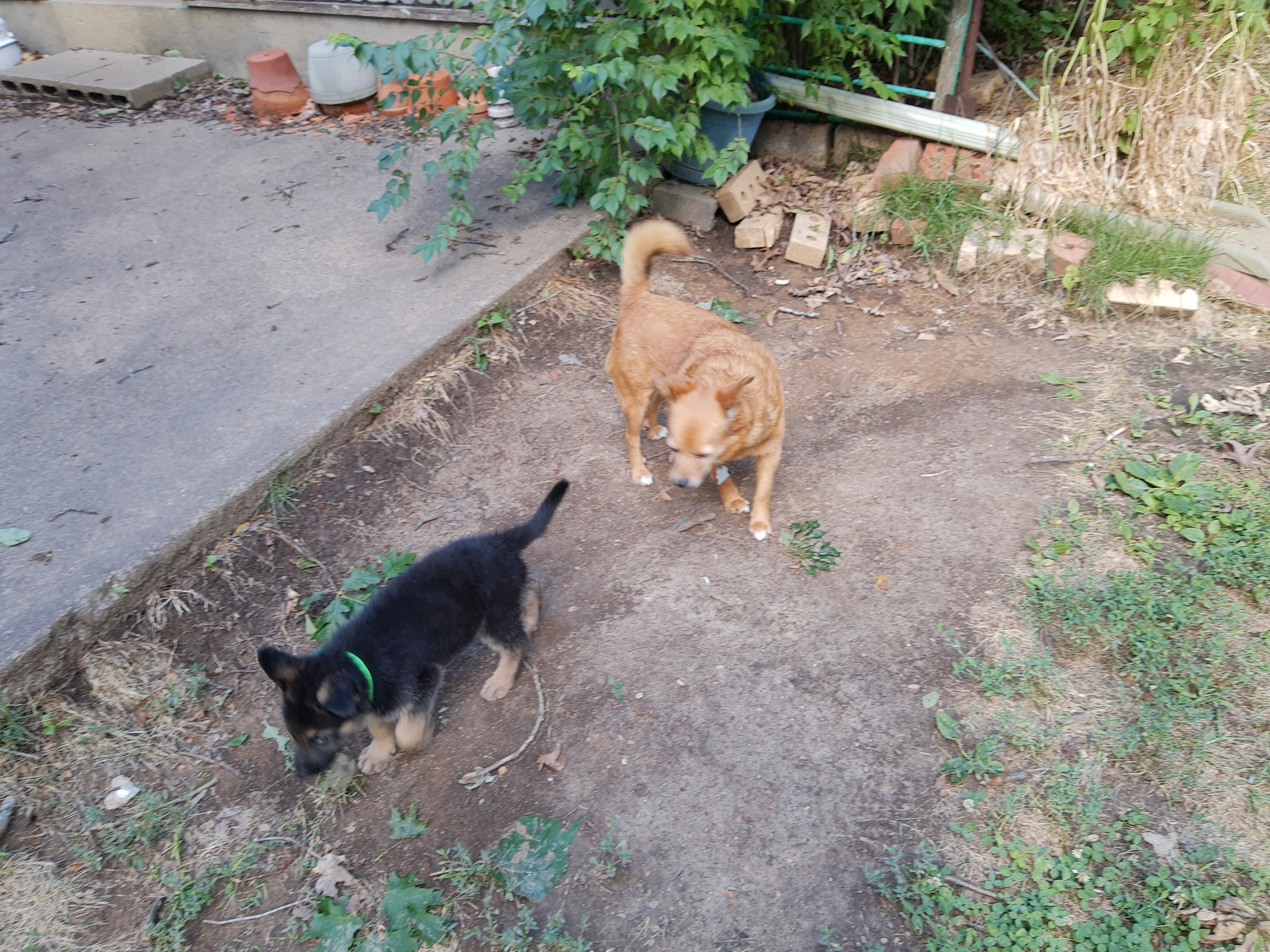 Odin & Trixie
