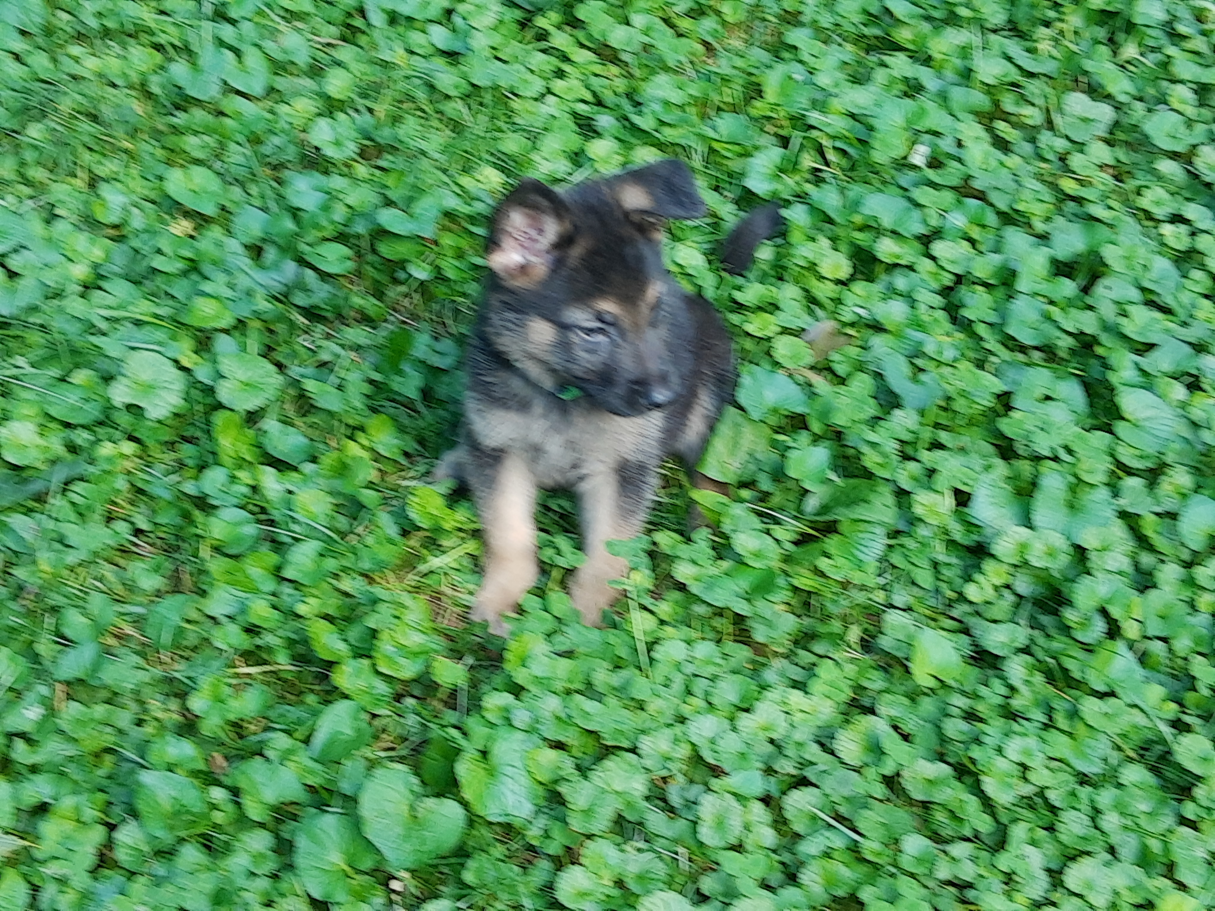 Odin