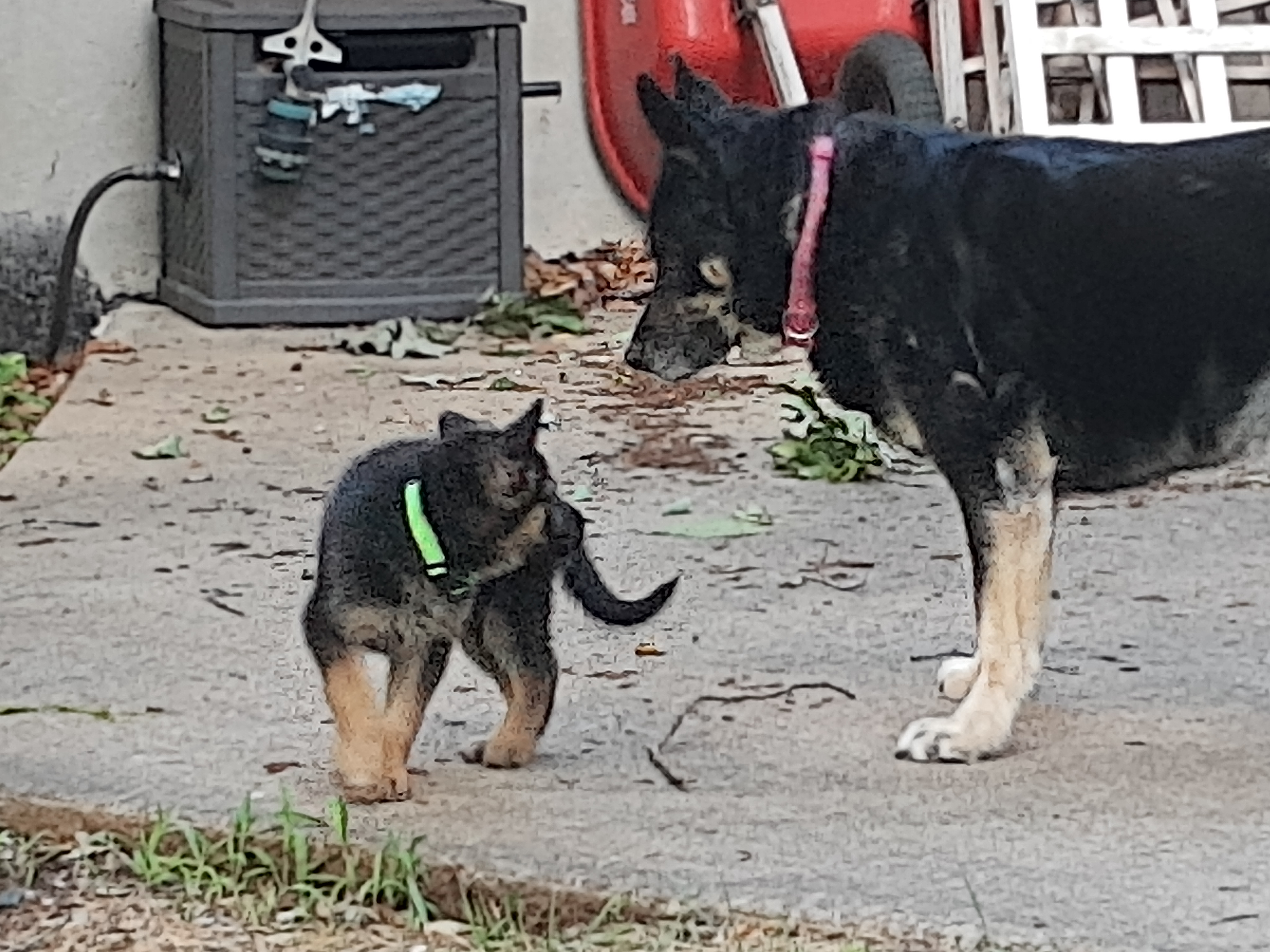 Odin & Chey
