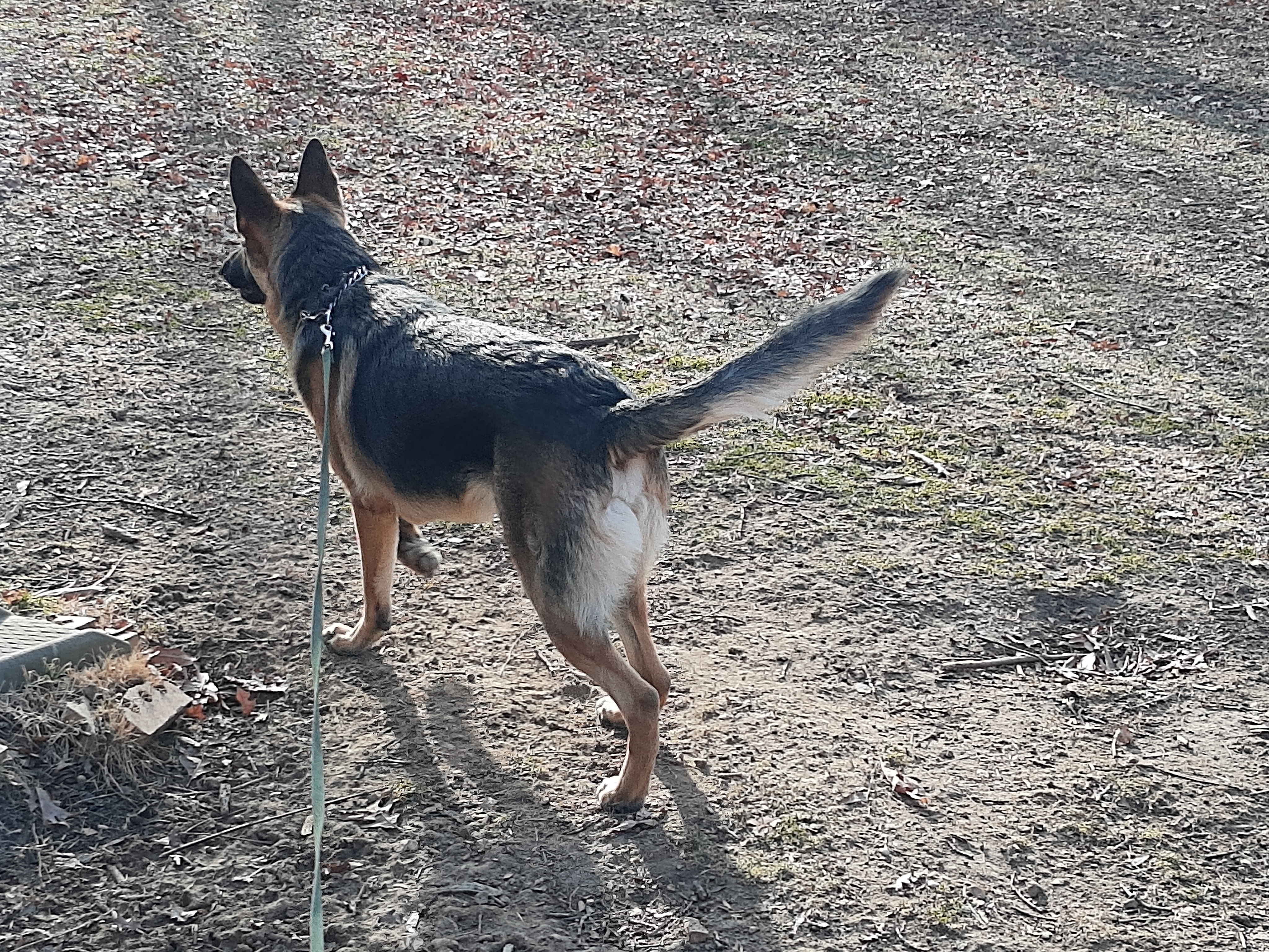 Odin