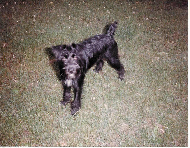 Pepper