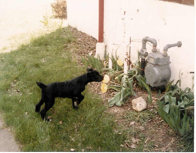 Pepper